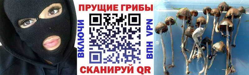 Псилоцибиновые грибы Psilocybe  Купить  Боготол 